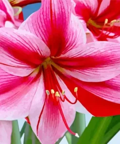 Amaryllis Flower Diamond Painting