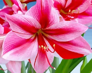 Amaryllis Flower Diamond Painting