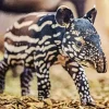 Baby Tapir Diamond Painting