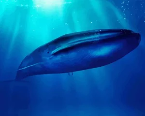 Big Blue Whale Diamond Painting