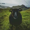 Black Sheep Diamond Painting