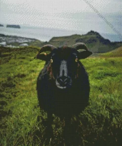 Black Sheep Diamond Painting