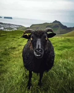 Black Sheep Diamond Painting