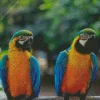 Blue Gold Macaws Diamond Painting