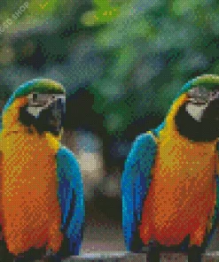 Blue Gold Macaws Diamond Painting