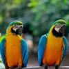 Blue Gold Macaws Diamond Painting