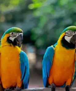 Blue Gold Macaws Diamond Painting