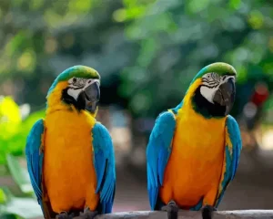 Blue Gold Macaws Diamond Painting