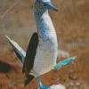 Blue Footed Booby Diamond Painting