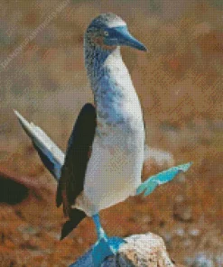 Blue Footed Booby Diamond Painting