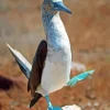 Blue Footed Booby Diamond Painting