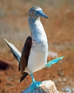 Blue Footed Booby Diamond Painting