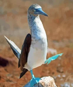 Blue Footed Booby Diamond Painting