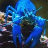Blue Lobster Diamond Painting