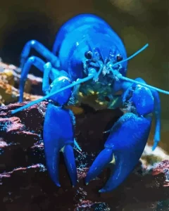 Blue Lobster Diamond Painting