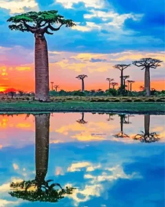 Boab Trees Water Diamond Painting