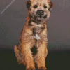 Border Terrier Dog Diamond Painting