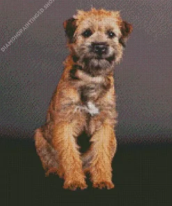 Border Terrier Dog Diamond Painting