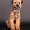 Border Terrier Dog Diamond Painting