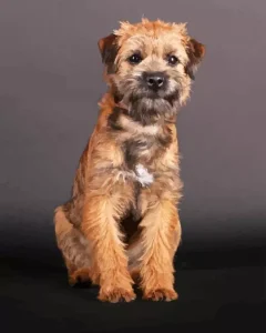 Border Terrier Dog Diamond Painting