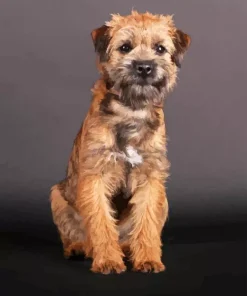 Border Terrier Dog Diamond Painting