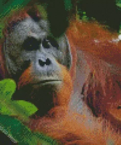 Bornean Orangutan Diamond Painting