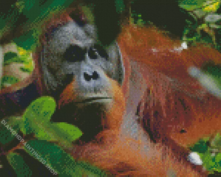 bornean orangutan Diamond By Numbers Bornean Orangutan Diamond Painting