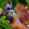 Bornean Orangutan Diamond Painting