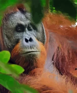 Bornean Orangutan Diamond Painting