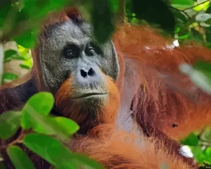 Bornean Orangutan Diamond Painting