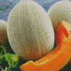 Cantaloupe Melon Diamond Painting