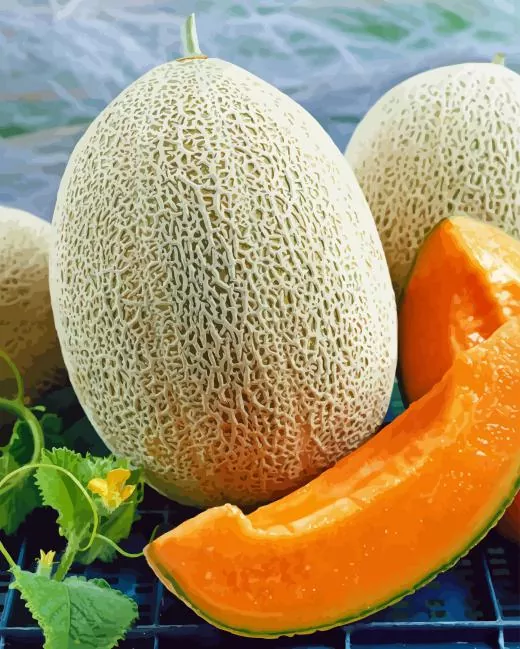 cantaloupe melon Diamond Paintings Cantaloupe Melon Diamond Painting