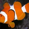 Clownfish Underwater Diamond Painting