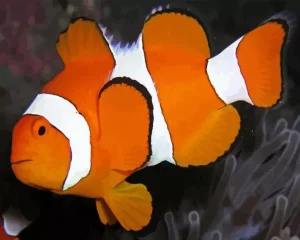 Clownfish Underwater Diamond Painting