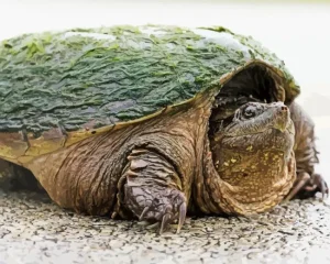 Snapping Turtle Diamond Painting