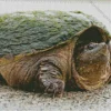Snapping Turtle Diamond Painting
