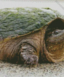 Snapping Turtle Diamond Painting