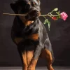 Dog Holding Rose Diamond Painting