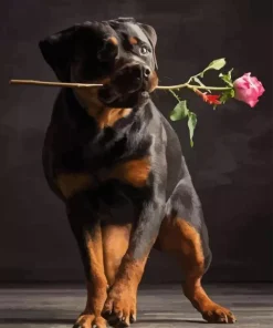 Dog Holding Rose Diamond Painting