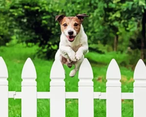 Dog Jumping Diamond Painting