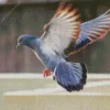 Flying Pigeon Diamond Painting