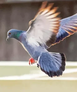 Flying Pigeon Diamond Painting