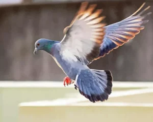 Flying Pigeon Diamond Painting