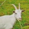 Goat Eating Diamond Painting