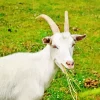 Goat Eating Diamond Painting