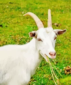 Goat Eating Diamond Painting
