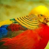 Golden Pheasant Diamond Painting
