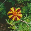 Harlequin Marigold Diamond Painting