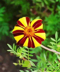 Harlequin Marigold Diamond Painting