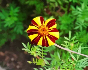 Harlequin Marigold Diamond Painting